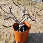 VV 6634 Ficus carica 10L touffe 45/50