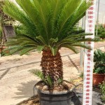 LC 5395 Cycas revoluta extra 65L 40/50T