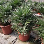 PS 6830 Chamaerops humilis vulcano 10L touffe