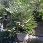 PS 6831 Chamaerops humilis vulcano 17L 40/60