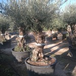 VV 2389 Olea europaea CTR/CTM bonsai 60/80P