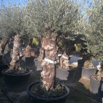 VV 2390 Olea europaea CTR/CTM bonsai 80/100P