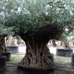 VV 2984 Olea europaea CTM bonsai 175/200P