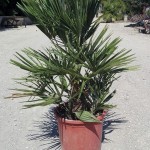 VV 3410 Chamaerops humilis 10L 50/70