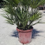 VV 3411 Chamaerops humilis 15L 60/70