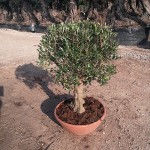 VV 342 Olea europaea coupe bonsai terra cotta D55 1/4 tige