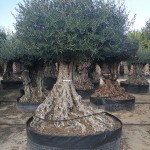 VV 3455 Olea europaea CTM lechin 120/140P