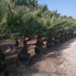 VV 3481 Washingtonia robusta CTR stipe 50/300T