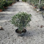 VV 4979 Olea europaea coupe D25 bonsai mini tigette