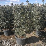 VV 5300 Olea europaea 55L pyramide 125/150