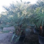 VV 5580 Chamaerops humilis CTR ref520