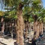 VV 5587 Trachycarpus fortunei 90/110L 120/180T