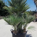 VV 6396 Chamaerops humilis 60L 110/130