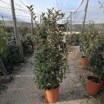 VV 6421 Eleagnus ebbengei 15L touffe 80/100