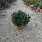 VV 6428 Jasminum multipartitum 10L touffe