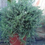 VV 6444 Westringia fruticosa 25L touffe 70/80