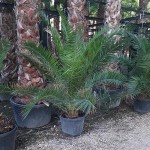 VV 6455 Phoenix canariensis 55L 150/200