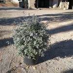 VV 7110 Teucrium fruticans 15L touffe 40/45