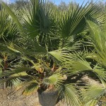 VV 7160 Washingtonia robusta 35L grupo