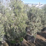 VV 7163 Olea europaea 130L pyramide 175/200