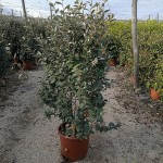 VV 7170 Eleagnus ebbengei 25L touffe 100/120