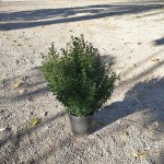 VV 7407 Myrtus communis Microphylla 2,5L touffe